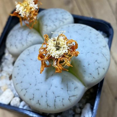 SH21251 Lithops pseudotruncatella ssp. volkii C69