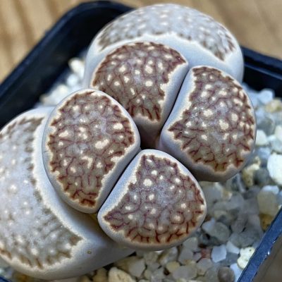 SH21243 Lithops julii 'Kikushogiyoku' hybrid