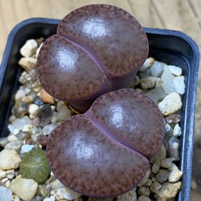 SH18591 Lithops bromfieldii v. glaudinae 'Embers' C393A