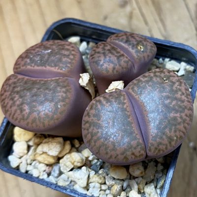 SH20403 Lithops bromfieldii v. glaudinae 'Embers' C393A