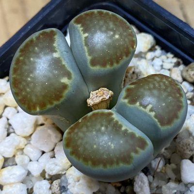 SH25042 Lithops salicola v.reticulata