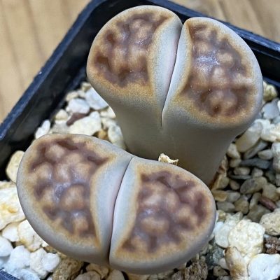 SH16532 Lithops karasmontana v. summitatum