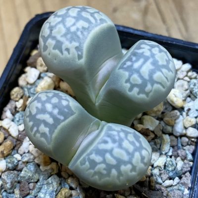 SH30891 Lithops marmorata v. elisae