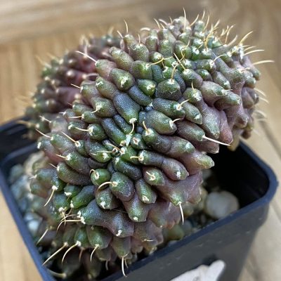 SH9848 Gymnocalycium mihanovichii ‘Transformer’ f. cristata