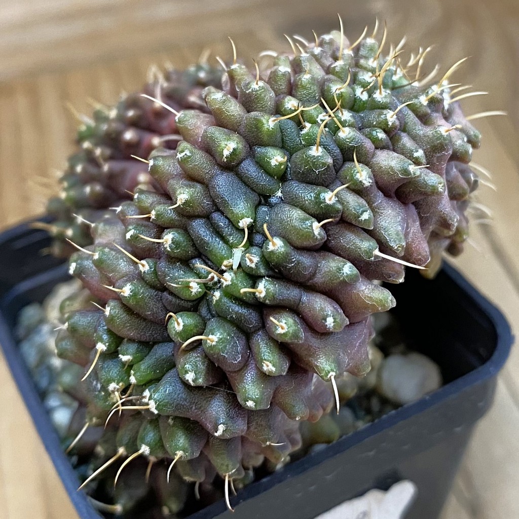 SH9848 Gymnocalycium mihanovichii ‘Transformer’ f. cristata