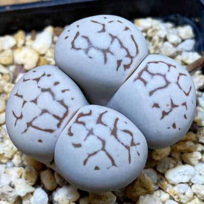 SH30919 Dinteranthus vanzylii