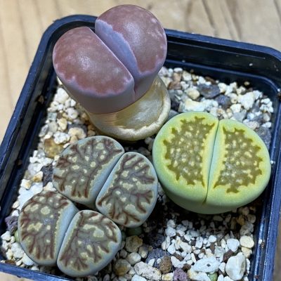 SH17258 Lithops mix