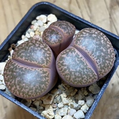 SH28411 Lithops bromfieldii v. glaudinae 'Embers' C393A