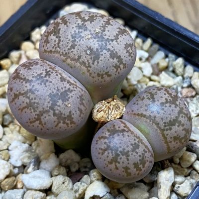 SH23178 Lithops coleorum