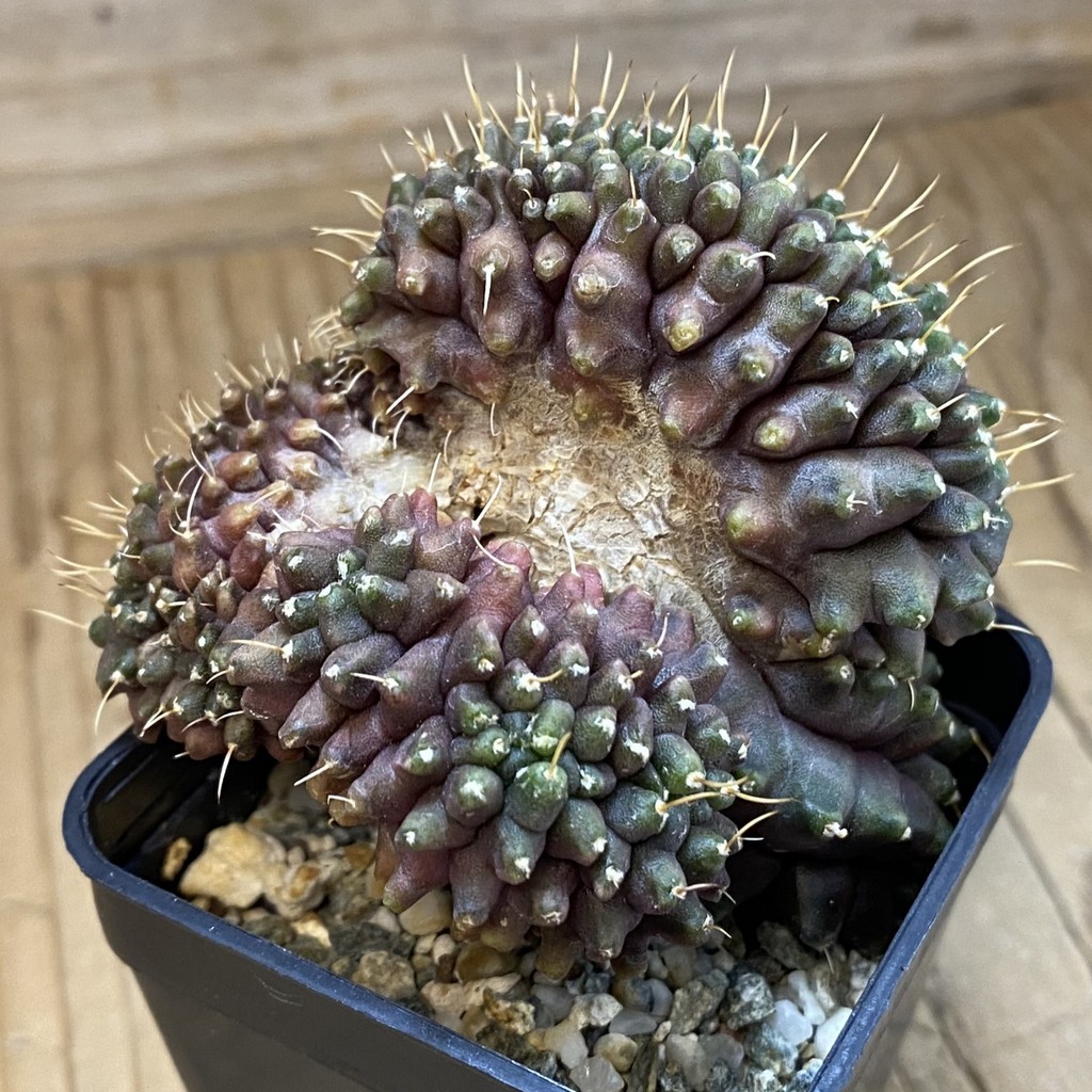 SH9848 Gymnocalycium mihanovichii ‘Transformer’ f. cristata - Image 2