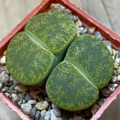 SH24211 Lithops lesliei v. albinica
