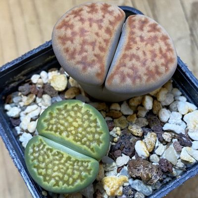 SH13636 Lithops mix