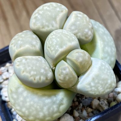 SH15951 Lithops julii ssp. fulleri