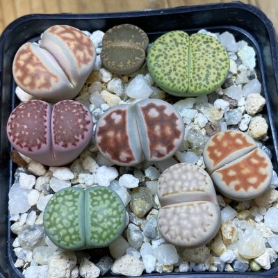 SH37638 Lithops mix