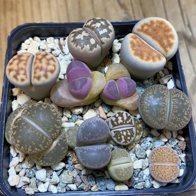 SH36316 Lithops mix