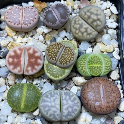 SH37640 Lithops mix