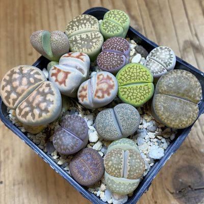 SH31228 Lithops mix