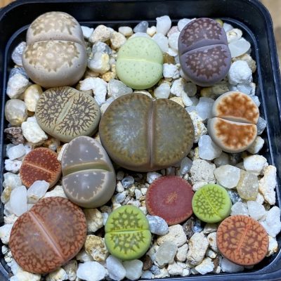 SH32445 Lithops mix