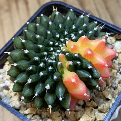 SH29414 Gymnocalycium mihanovichii 'inermis' f. variegata, seedling