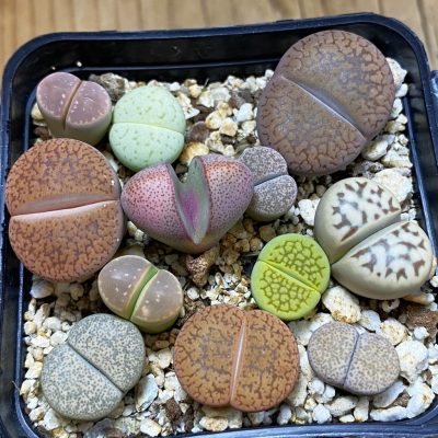 SH36315 Lithops mix