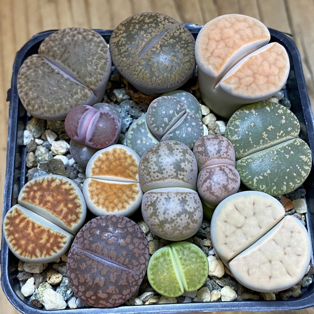 SH26757 Lithops mix