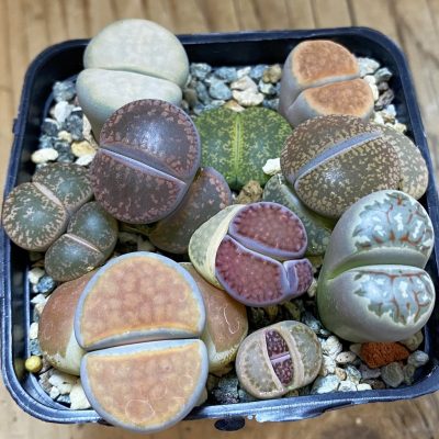 SH30268 Lithops mix