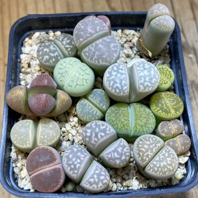 SH31223 Lithops mix, Pleiospilos nelii rubra