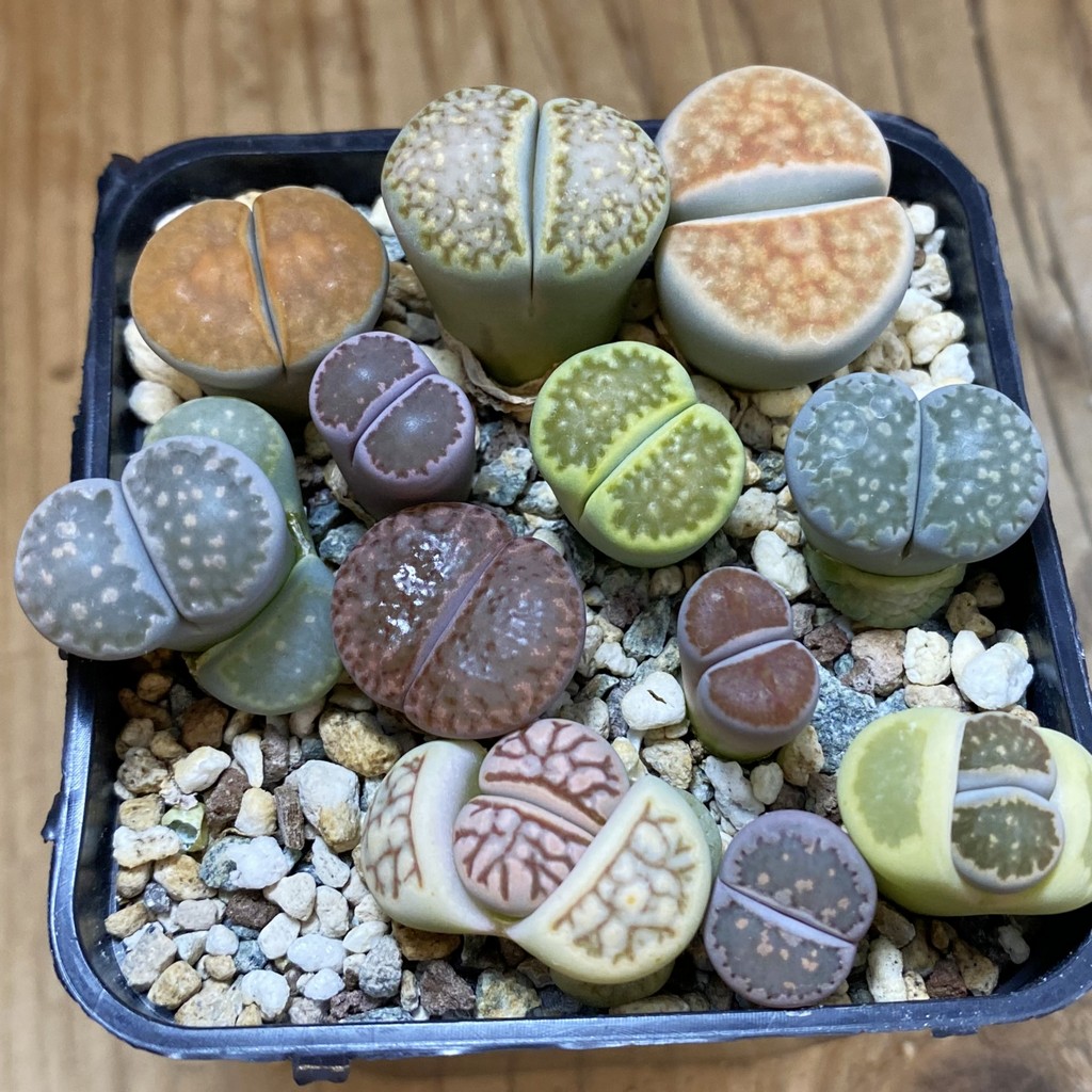 SH26752 Lithops mix