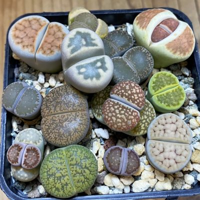 SH26755 Lithops mix
