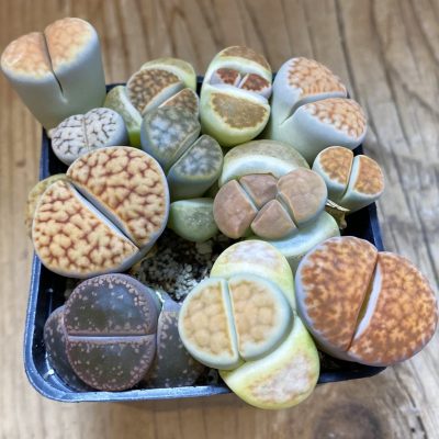 SH27103 Lithops mix