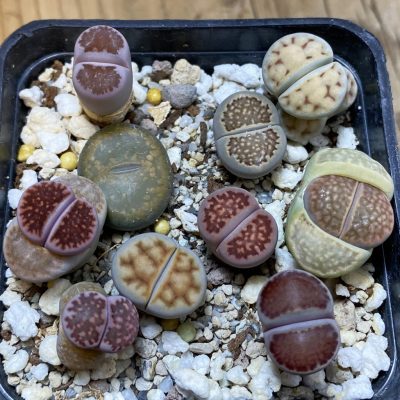 SH25662 Lithops mix