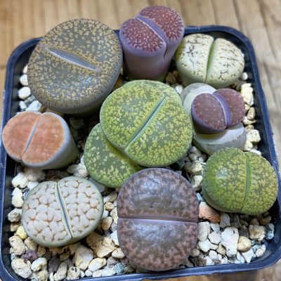 SH26332 Lithops mix