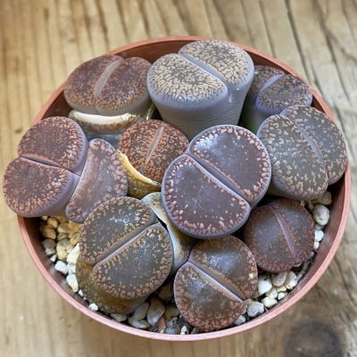 SH24222 Lithops aucampiae mix