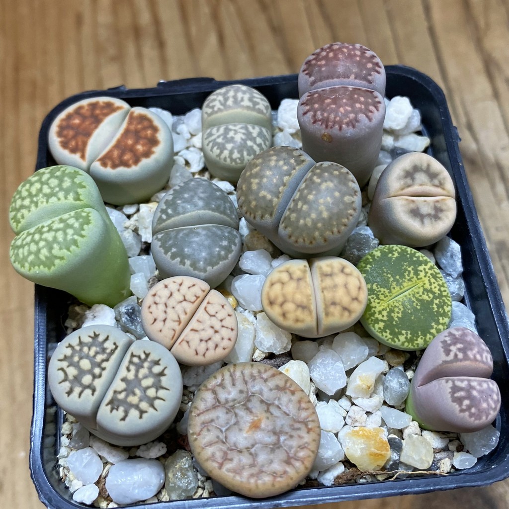 SH36843 Lithops mix