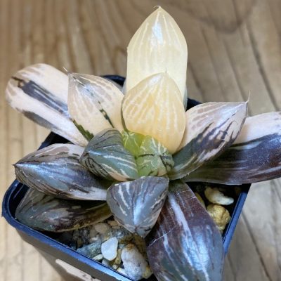 SH26040 Haworthia obtusa f. variegata