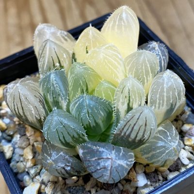 SH27929 Haworthia obtusa f. variegata