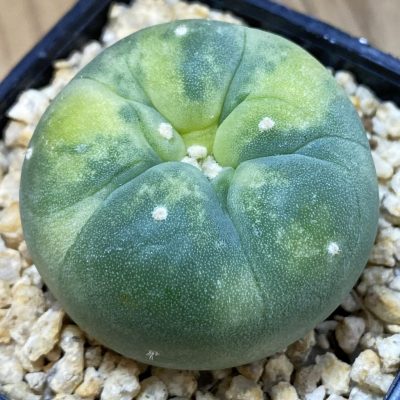 SH29767 Anhalonium frichii f. variegata, seedling, own roots
