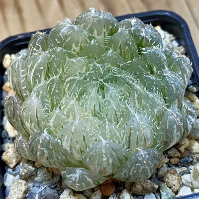 SH28014 Haworthia obtusa ‘Emerald Cloud’ f. variegata