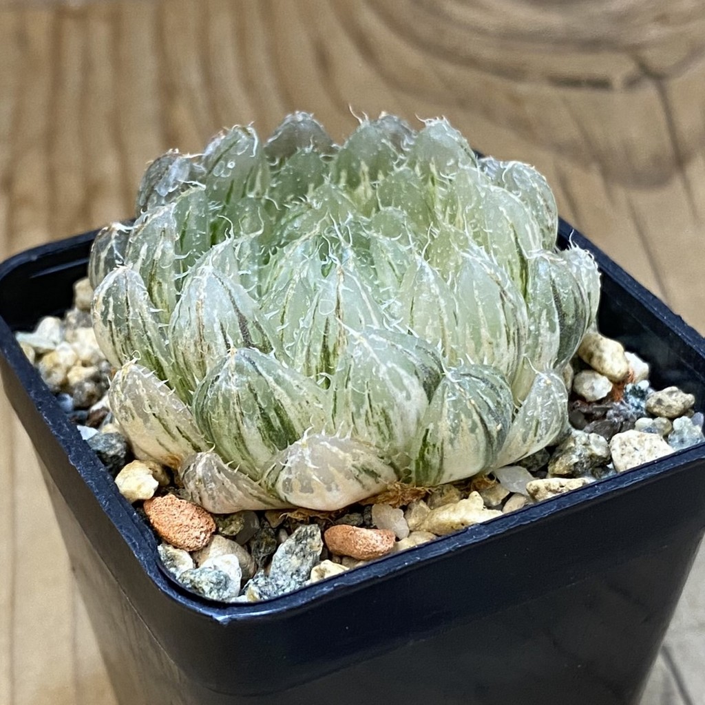 SH28014 Haworthia obtusa ‘Emerald Cloud’ f. variegata - Зображення 2