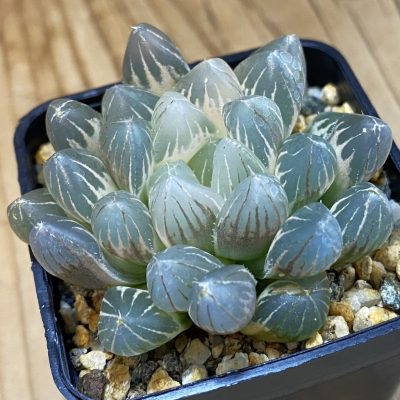 SH27928 Haworthia obtusa f. variegata