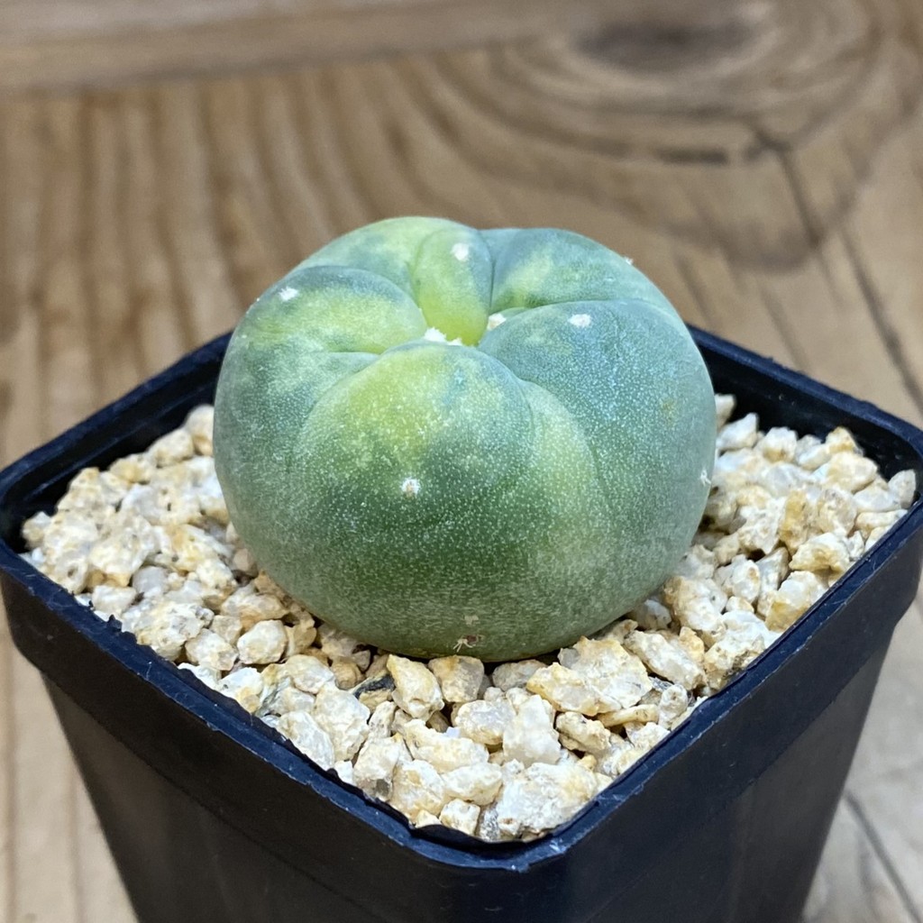 SH29767 Anhalonium frichii f. variegata, seedling, own roots - Image 2
