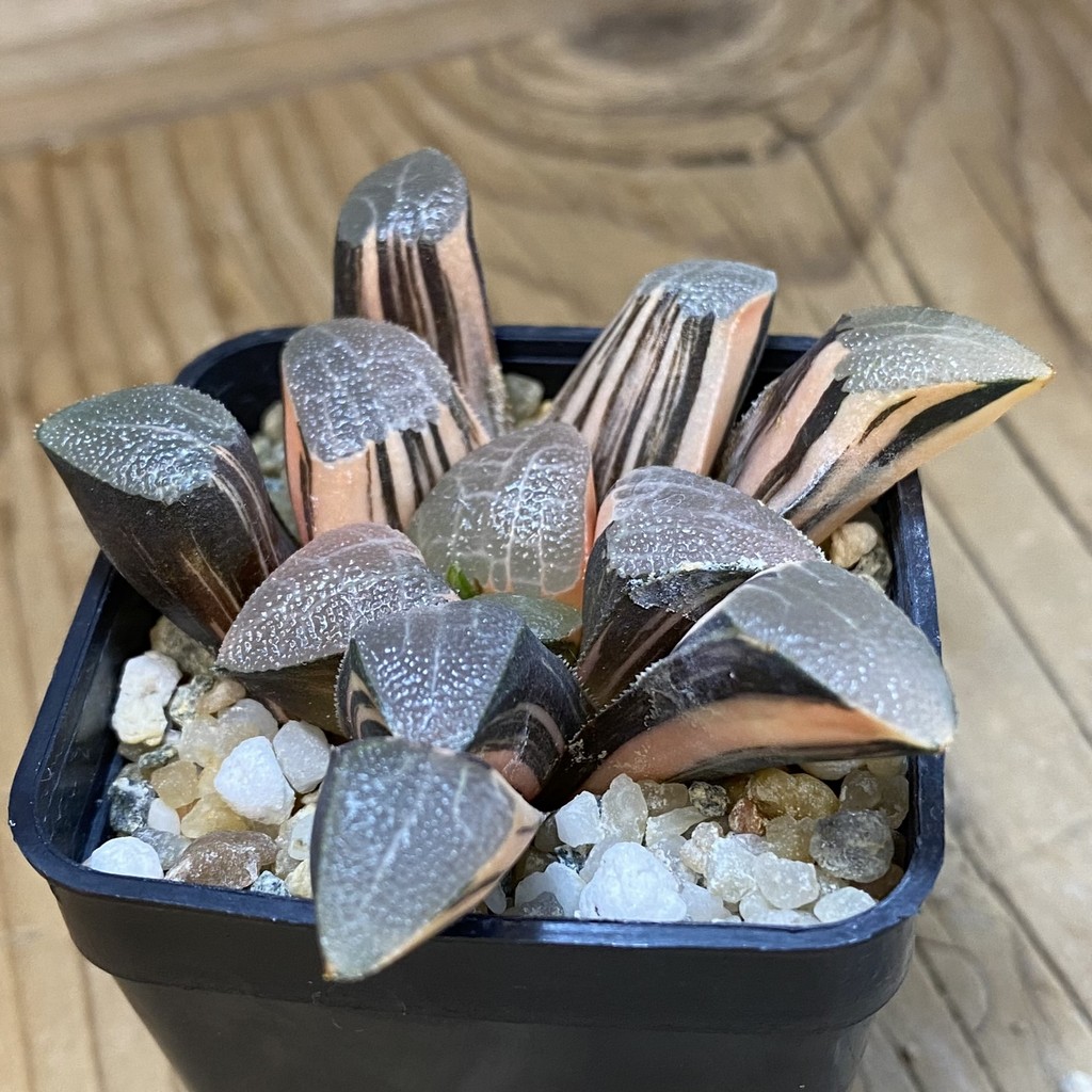 SH13174 Haworthia bayeri f. variegata - Зображення 2