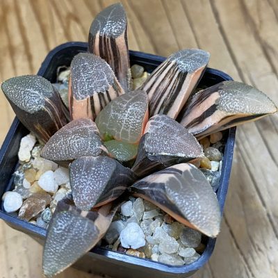 SH13174 Haworthia bayeri f. variegata