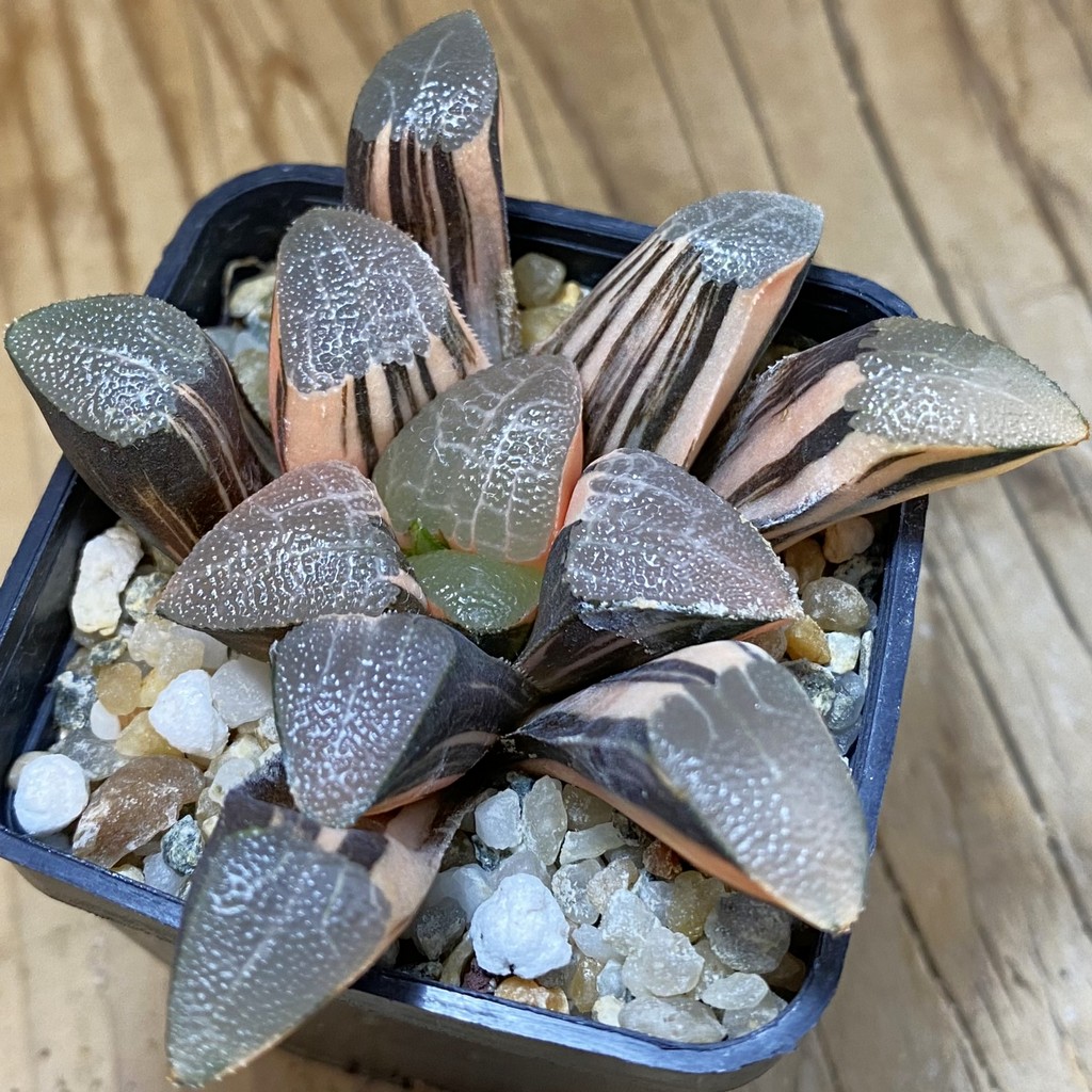 SH13174 Haworthia bayeri f. variegata