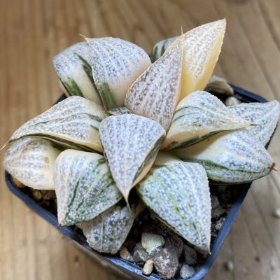 SH16832 Haworthia splendens f. variegata