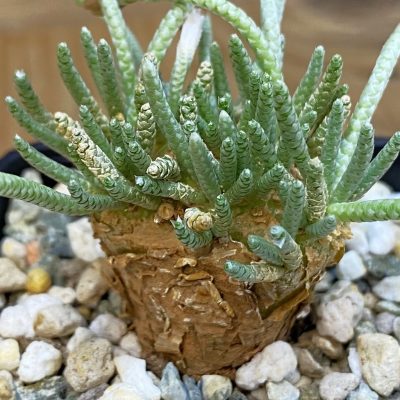 SH37049 Avonia quinaria