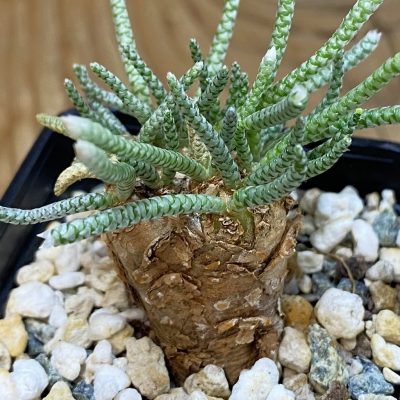 SH36935 Avonia quinaria