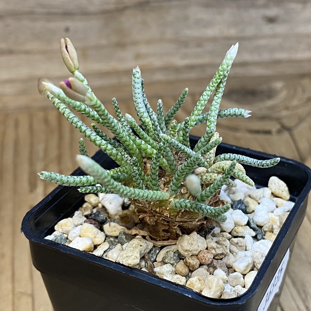 SH36935 Avonia quinaria - Image 2