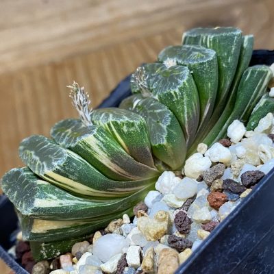 SH14752 Haworthia truncata f. variegata -Japan-