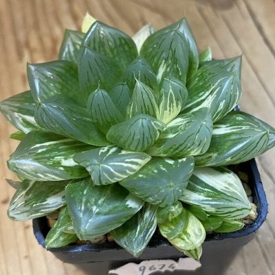 SH9674 Haworthia obtusa f. variegata hybrid
